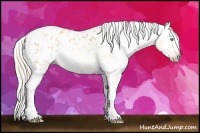 Horse Color:Gray Silver Amber Cream Champagne Roan Dun Splash Tobiano Frame Blanket Rabicano 