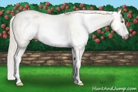 Horse Color:Gray Silver Amber Cream Champagne Roan Dun Splash Tobiano Frame Appaloosa Rabicano 