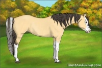Horse Color:Buckskin Dun Splash Rabicano 
