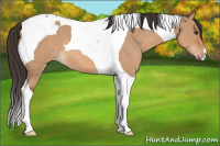 Horse Color:Bay Dun Tobiano
