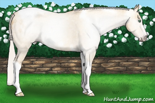 Horse Color:Gray Silver Amber Cream Champagne Roan Dun Splash Tobiano Frame Appaloosa Rabicano