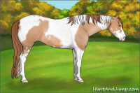 Horse Color:Bay Pearl Sabino Tobiano 