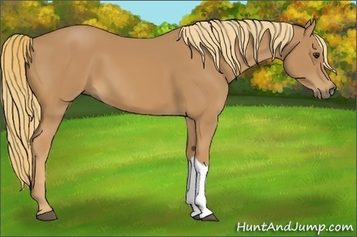 Horse Color: Chestnut 