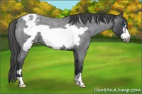 Horse Color:Blue Roan Frame Appaloosa 
