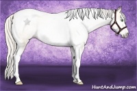 Horse Color:Gray Silver Amber Cream Champagne Roan Dun Splash Tobiano Frame Appaloosa Rabicano 