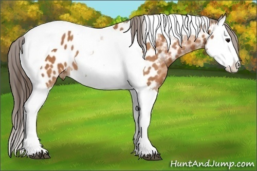 Horse Color:Bay Splash Tobiano Near Leopard Brindle