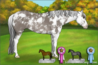 Horse Color:Grullo Sabino Rabicano