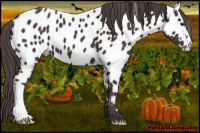 Horse Color:Liver Chestnut Near Leopard 