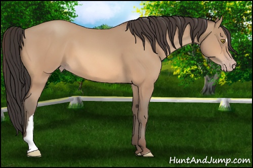Horse Color: Amber Champagne 