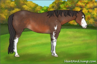 Horse Color:Brown Sabino