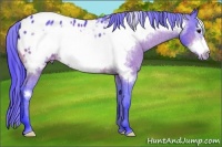 Horse Color:Watercolor Bay Frame Appaloosa 