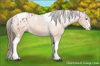 Horse Color:Bay Splash Tobiano Appaloosa  Brindle
