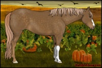 Horse Color:Chocolate Palomino 