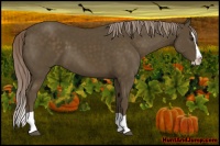 Horse Color:Chocolate Palomino Splash 