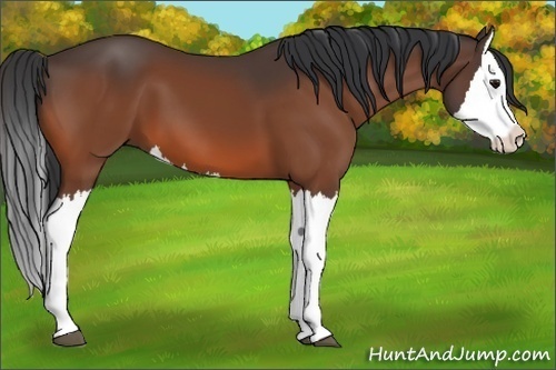 Horse Color: Bay Splash 