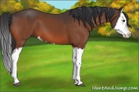 Horse Color:Bay Splash 