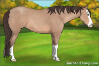 Horse Color:Sable Champagne Splash 