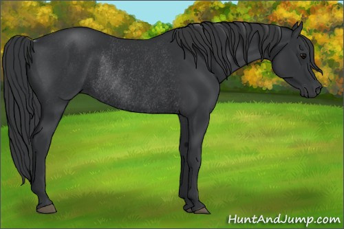 Horse Color: Black Rabicano 