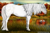 Horse Color:Gray Silver Amber Cream Champagne Roan Dun Splash Tobiano Frame Appaloosa Rabicano 