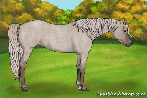 Horse Color: Silver Grullo Roan 