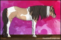 Horse Color:Amber Champagne Tobiano 