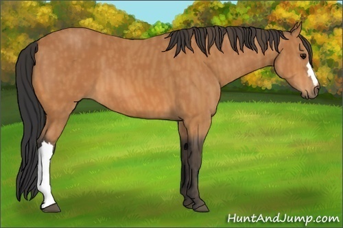 Horse Color:Bay  Brindle