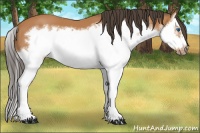 Horse Color:Bay Splash Frame