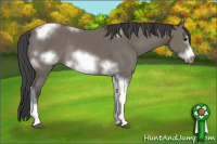 Horse Color:Black Sabino Tobiano Frame Rabicano 