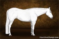 Horse Color:Gray Bay Splash Frame 