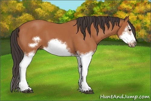 Horse Color: Bay Splash Frame 
