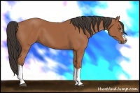 Horse Color:Bay Splash Frame