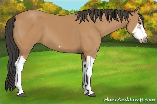 Horse Color:Bay Splash Frame