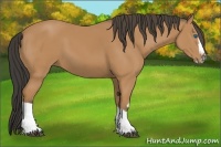 Horse Color:Bay Splash Frame 