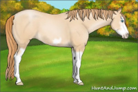 Horse Color:Buckskin Pearl Splash Frame