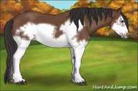 Horse Color:Bay Splash Frame 