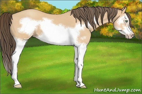 Horse Color:Amber Champagne Splash Frame