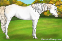 Horse Color:Buckskin Pearl Splash Frame 