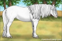 Horse Color:Cremello Roan Dun Splash Tobiano Frame Blanket Rabicano 