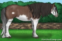 Horse Color:Bay Roan Splash Frame 