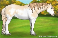 Horse Color:Buckskin Pearl Splash Frame 