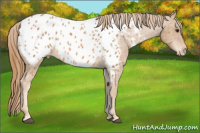 Horse Color:Chestnut Appaloosa 