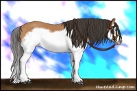 Horse Color:Bay Splash Frame