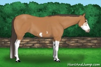 Horse Color:Bay Splash Frame