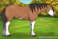 Horse Color:Bay Splash Frame 