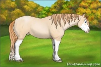 Horse Color:Buckskin Pearl Splash Frame 
