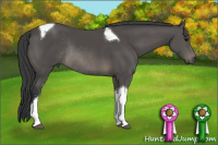 Horse Color:Black Sabino Tobiano Rabicano 