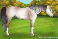 Horse Color:Gray Bay Splash Frame 