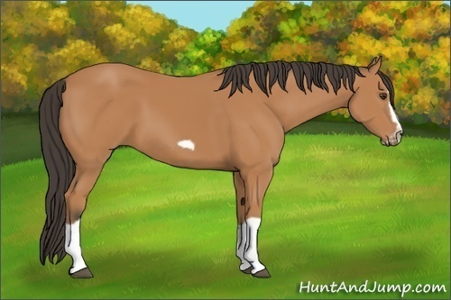 Horse Color:Bay Splash Frame