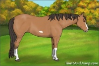 Horse Color:Bay Splash Frame