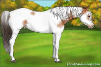 Horse Color:Bay Splash Tobiano Frame